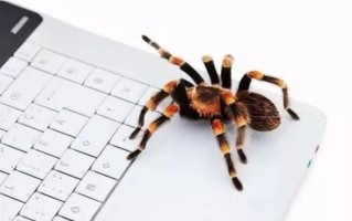 网络宣传推广分析蜘蛛的抓取喜好，找到提升网站排名“宝典”