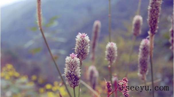 教你用PS让图片呈现小清新的视觉感-第16张图片-王尘宇 教你用PS让图片呈现小清新的视觉感-第16张图片-王尘宇