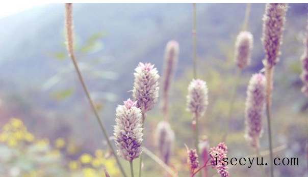 教你用PS让图片呈现小清新的视觉感-第32张图片-王尘宇 教你用PS让图片呈现小清新的视觉感-第32张图片-王尘宇