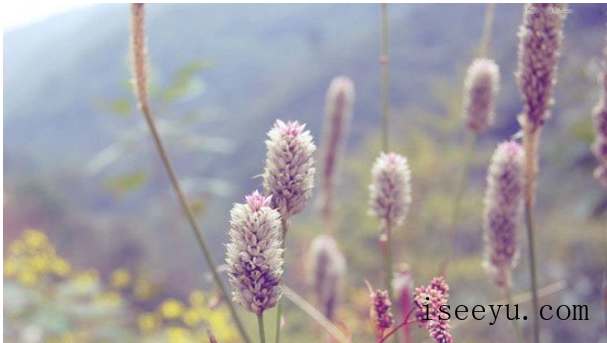 教你用PS让图片呈现小清新的视觉感-第28张图片-王尘宇 教你用PS让图片呈现小清新的视觉感-第28张图片-王尘宇