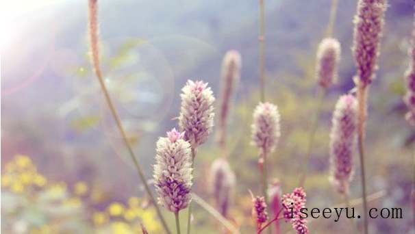 教你用PS让图片呈现小清新的视觉感-第4张图片-王尘宇 教你用PS让图片呈现小清新的视觉感-第4张图片-王尘宇