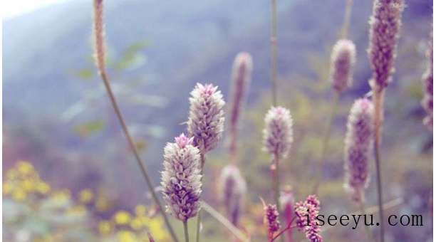 教你用PS让图片呈现小清新的视觉感-第22张图片-王尘宇 教你用PS让图片呈现小清新的视觉感-第22张图片-王尘宇