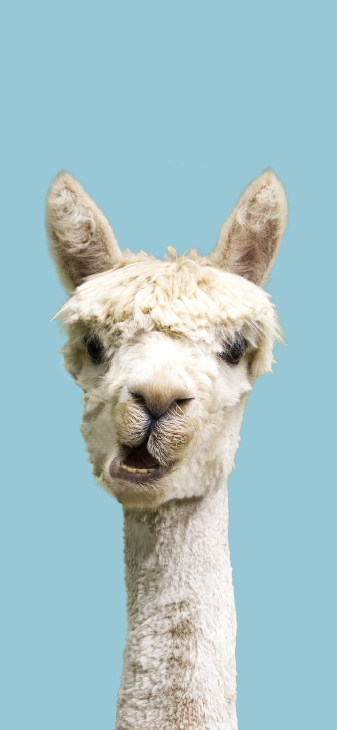 手机壁纸怎么设置-第2张图片-王尘宇